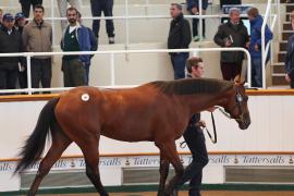 Lot  89 T B K1 3912 Tattersalls