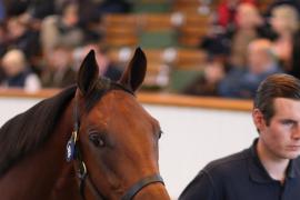 Lot  89 T B K1 3917 Tattersalls