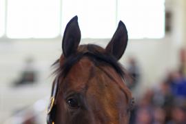 Lot  114 T B K1 4459 Tattersalls