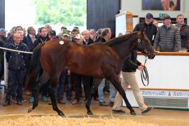 Lot  114 T B K1 4469 Tattersalls