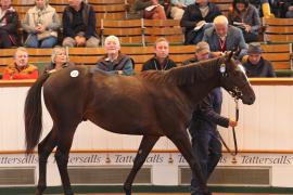 Lot  125 T B K1 4513 Tattersalls