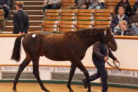 Lot  125 T B K1 4521 Tattersalls