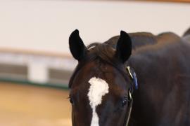 Lot  125 T B K1 4539 Tattersalls