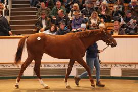 Lot  153 T B K1 4899 Tattersalls