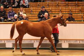 Lot  155 T B K1 4974 Tattersalls