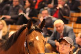 Lot  161 T B K1 5191 Tattersalls