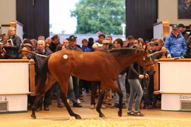 Lot  161 T B K1 5217 Tattersalls