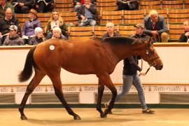 Lot  161 T B K1 5232 Tattersalls