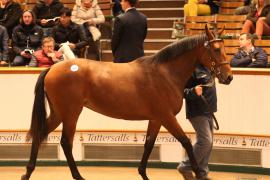 Lot  167 T B K1 5293 Tattersalls