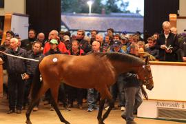 Lot  167 T B K1 5351 Tattersalls