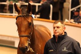 Lot  167 T B K1 5356 Tattersalls