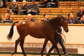 Lot  168 T B K1 5392 Tattersalls