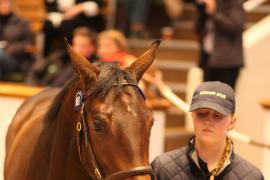 Lot  168 T B K1 5397 Tattersalls