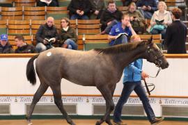 Lot  219 T B K1 1178 Tattersalls