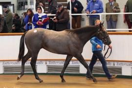 Lot  219 T B K1 1234 Tattersalls