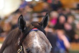 Lot  219 T B K1 1255 Tattersalls