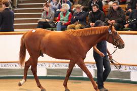 Lot  221 T B K1 1325 Tattersalls