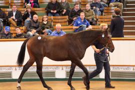 Lot  222 T B K1 1379 Tattersalls