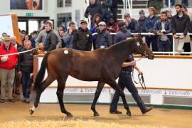 Lot  222 T B K1 1419 Tattersalls