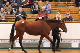 Lot  233 T B K1 1587 Tattersalls