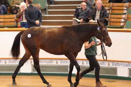 Lot  247 T B K1 1771 Tattersalls