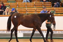 Lot  247 T B K1 1779 Tattersalls