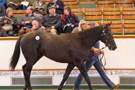 Lot  261 T B K1 1897 Tattersalls