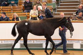 Lot  261 T B K1 1928 Tattersalls