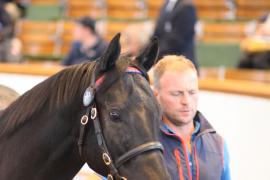 Lot  261 T B K1 1941 Tattersalls