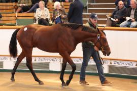 Lot  272 T B K1 1996 Tattersalls