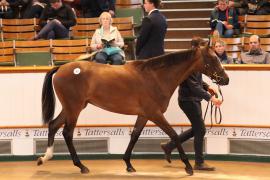 Lot  281 T B K1 2165 Tattersalls