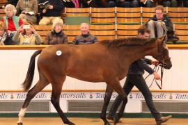 Lot  281 T B K1 2175 Tattersalls