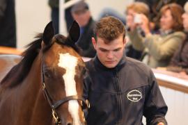 Lot  281 T B K1 2196 Tattersalls