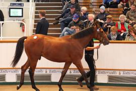 Lot  283 T B K1 2263 Tattersalls