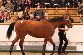 Lot  283 T B K1 2268 Tattersalls