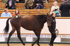 Lot  298 T B K1 2353 Tattersalls