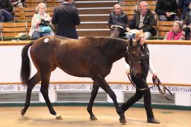 Lot  298 T B K1 2358 Tattersalls