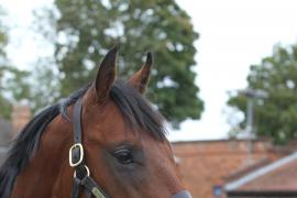 Lot  347 T B K1 2551 Tattersalls