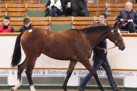 Lot  395 T B K1 1153 Tattersalls