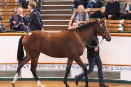 Lot  395 T B K1 1173 Tattersalls