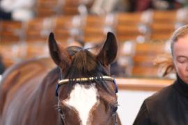 Lot  395 T B K1 1196 Tattersalls