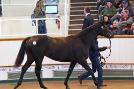 Lot  396 T B K1 1211 Tattersalls