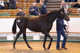 Lot  396 T B K1 1225 Tattersalls