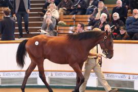 Lot  416 T B K1 1483 Tattersalls