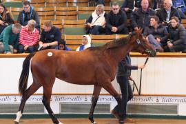 Lot  418 T B K1 1579 Tattersalls