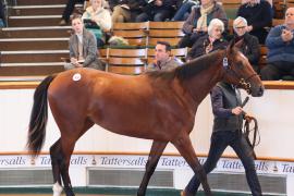 Lot  418 T B K1 1588 Tattersalls