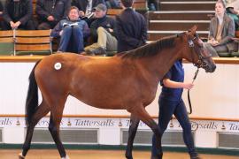 Lot  425 T B K1 1988 Tattersalls