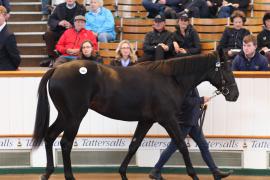 Lot  443 T B K1 2119 Tattersalls