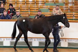 Lot  443 T B K1 2126 Tattersalls