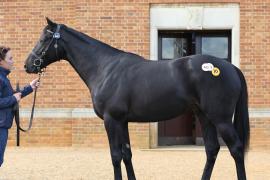 Lot  443 T B K1 2172 Tattersalls